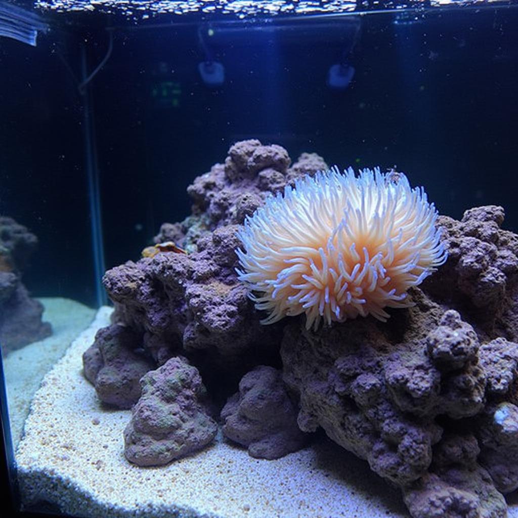 Bubble Tip Anemone Tank Setup