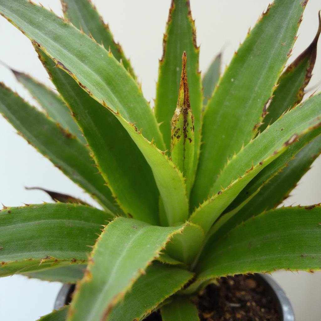 African Mask Plant Exhibiting Brown Leaf Tips Due to Low Humidity