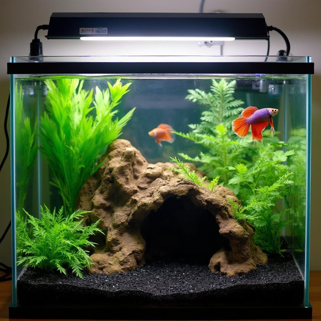 Ideal betta fish tank setup with heater and filter