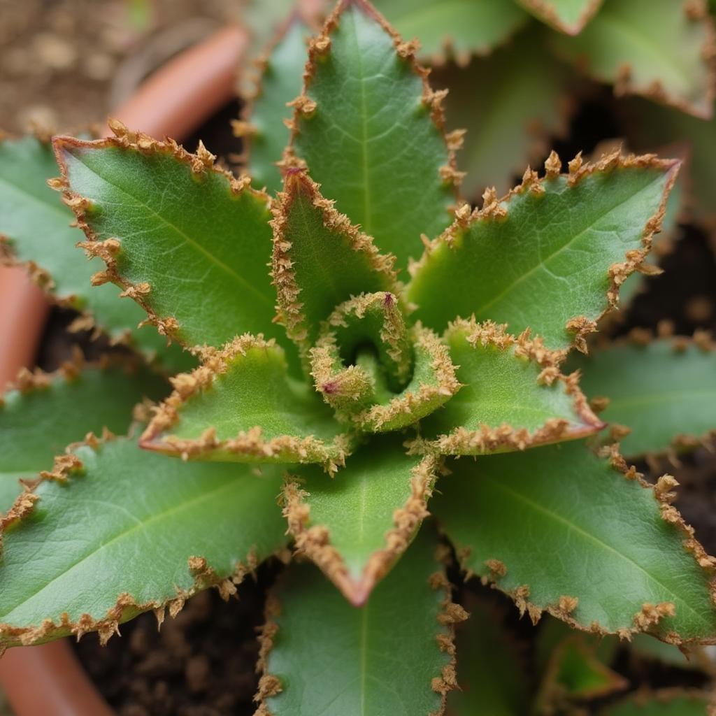 Calathea Beauty Star Showing Signs of Low Humidity with Brown Leaf Tips