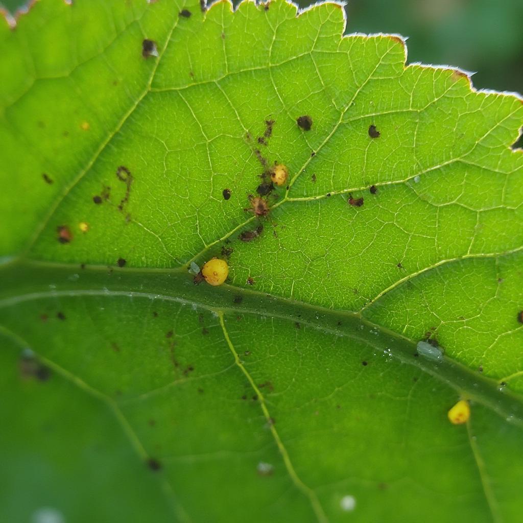 Identifying common pests on croton plants