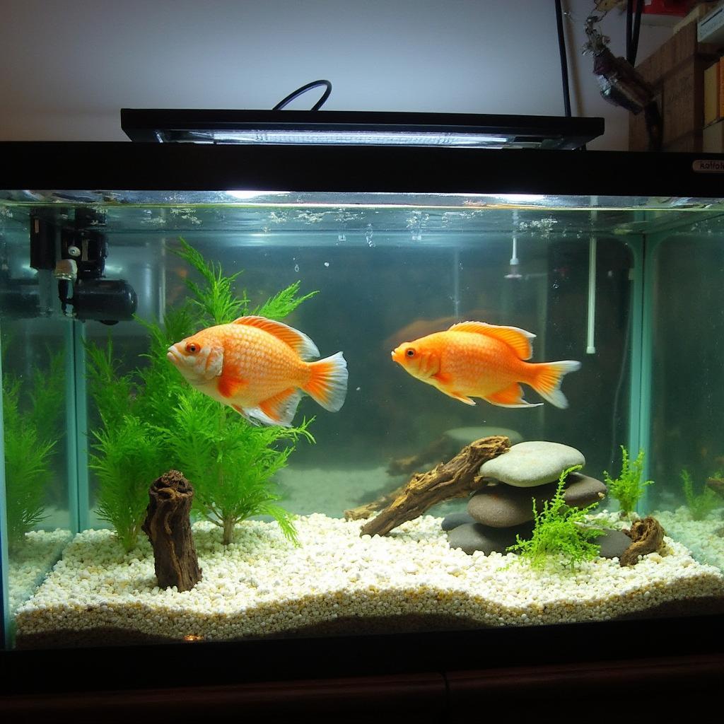 Flowerhorn Fish Tank Setup with Proper Filtration and Decoration