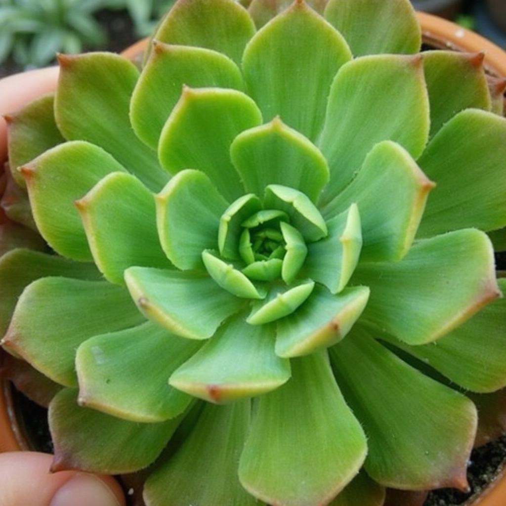 A thriving Fred Ives succulent exhibiting healthy growth and vibrant green hues