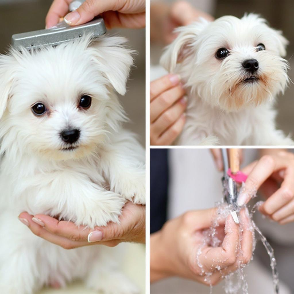 Grooming a Maltese Puppy: Brush, Bath, and Nail Trim