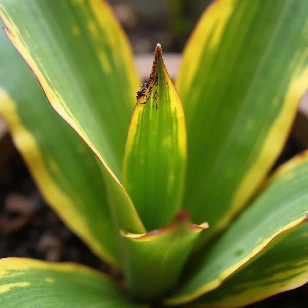 Troubleshooting Money Plant Problems in the UK