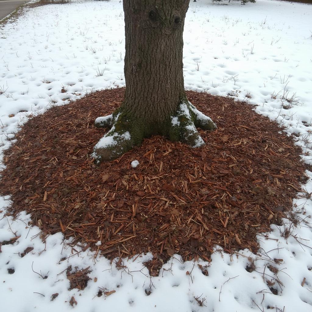 Mulching around a tree base for winter