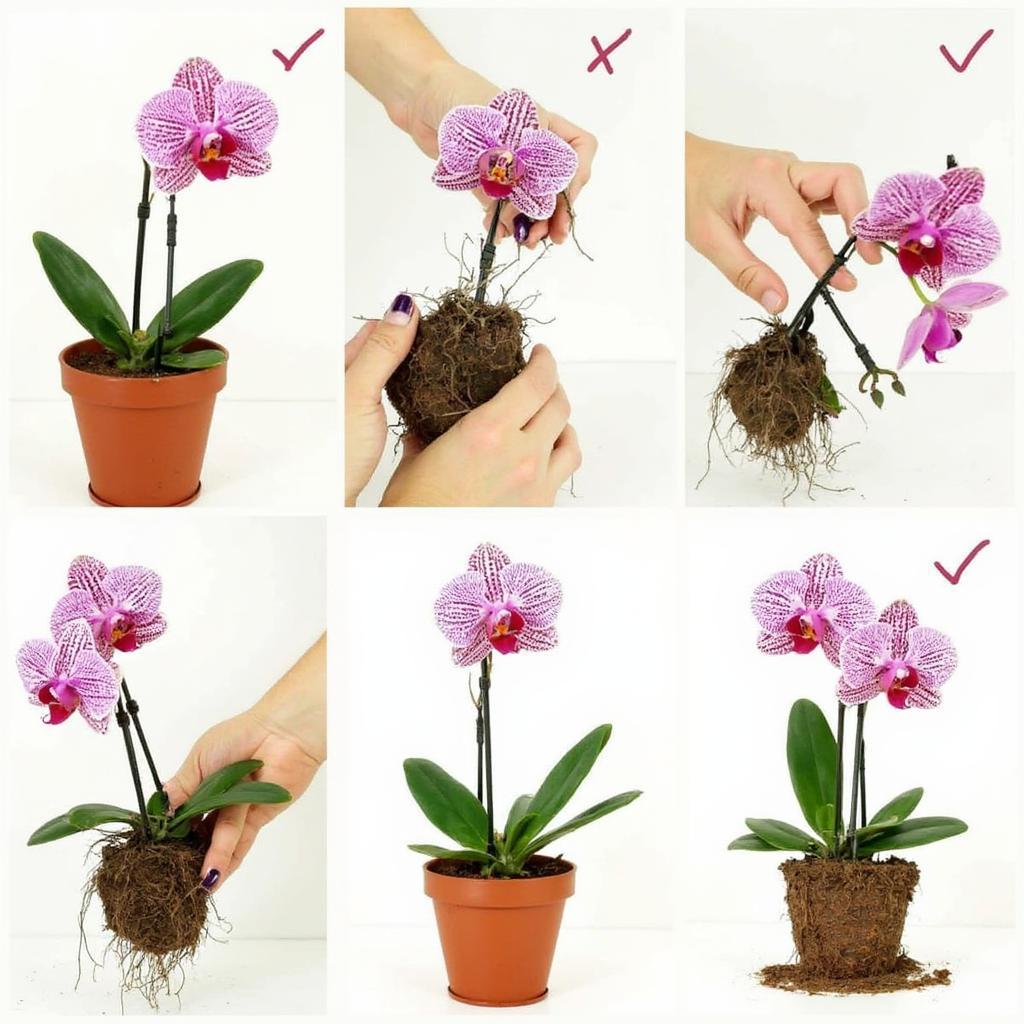 Orchid Repotting: Step-by-Step Guide to Repotting Your Orchid