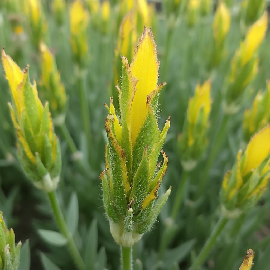 Signs of overwatering in lavender