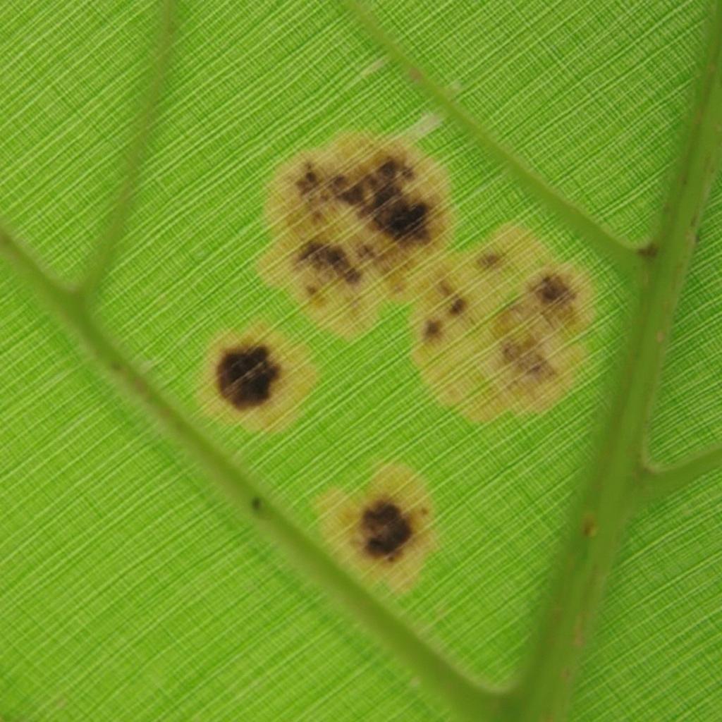 Entomosporium Leaf Spot on Photinia