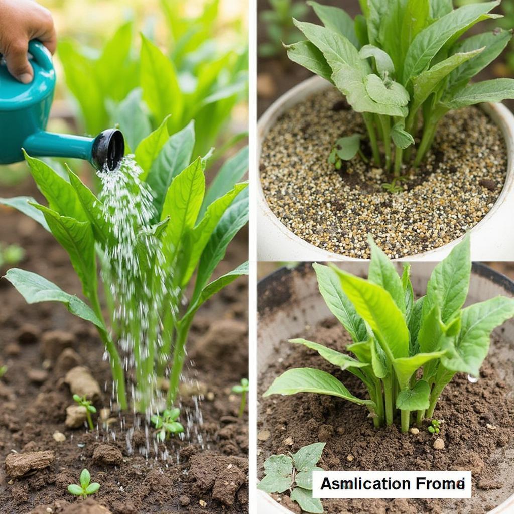 Proper Watering and Fertilizing Techniques for Healthy Plants