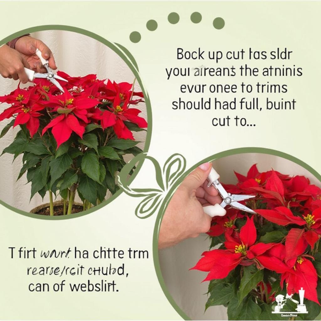 Pruning a poinsettia in preparation for reblooming