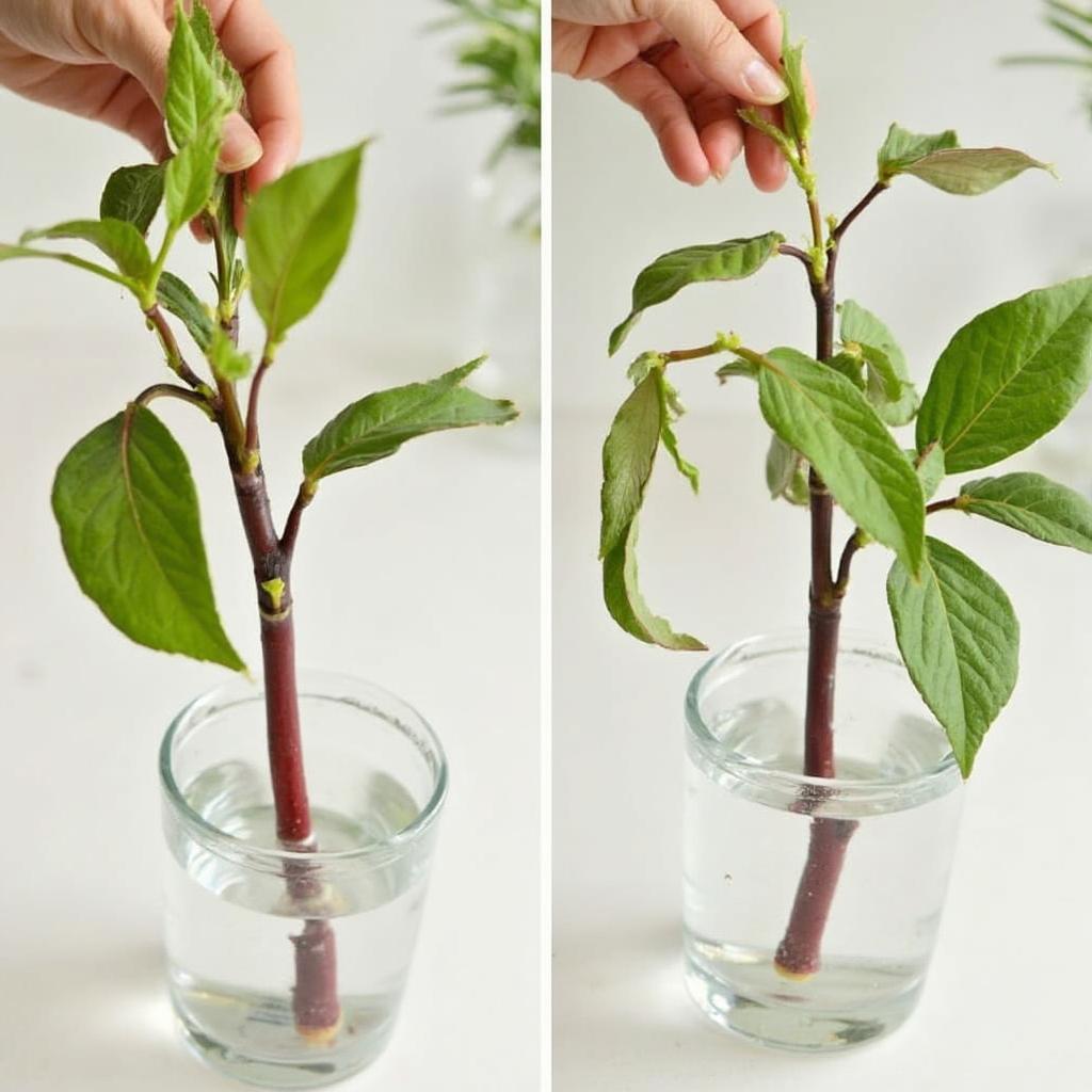 Pruning a purple passion plant and propagating from cuttings.