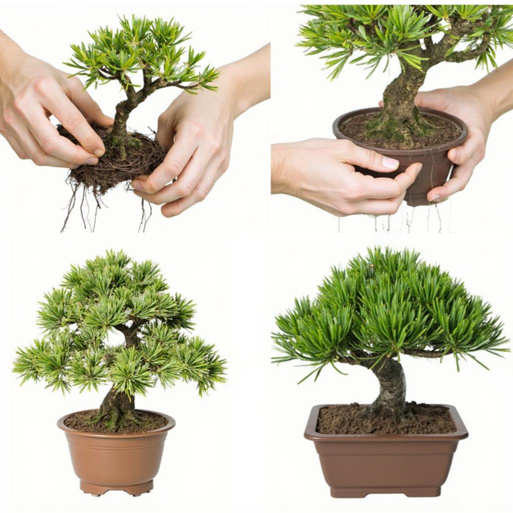 Repotting an indoor bonsai tree