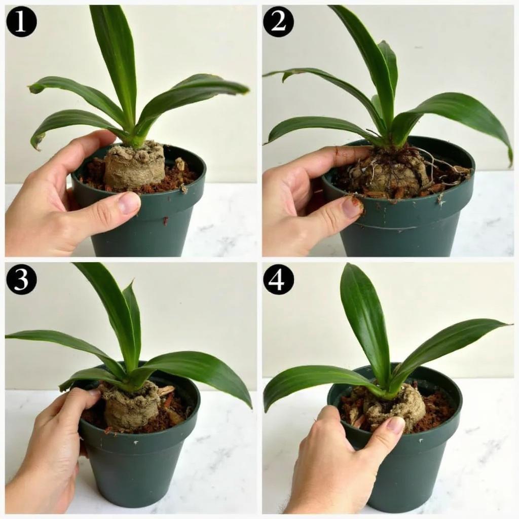 Repotting an Orchid After Blooming: Step-by-Step Guide