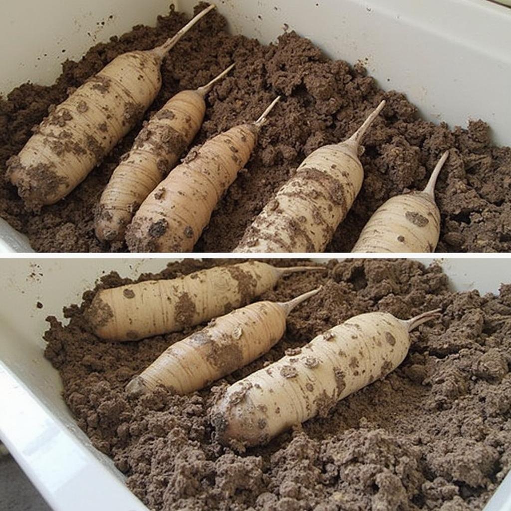 Storing Caladium Tubers for Winter